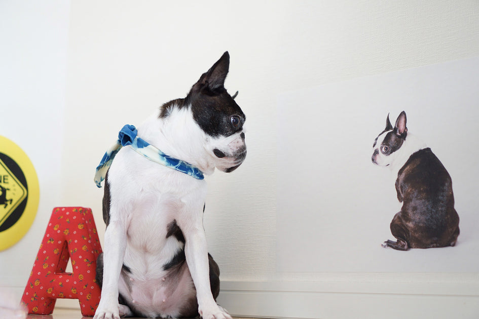 うちの子シリーズ – INUTO（イヌト）