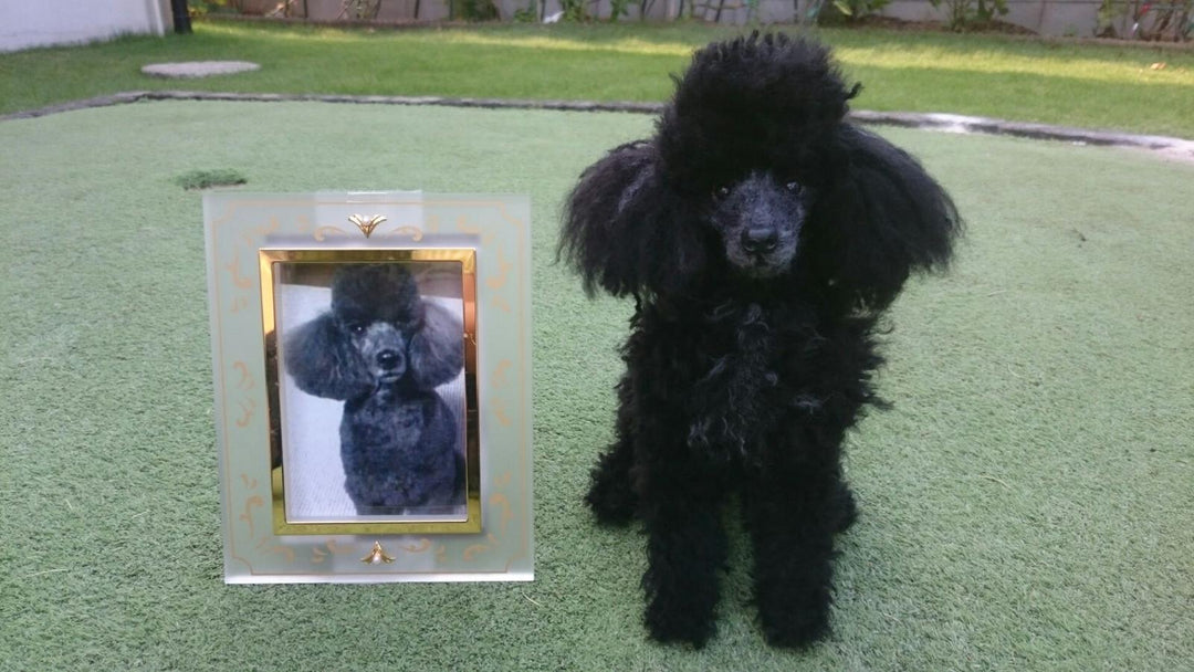 ワンちゃんのシェアハウス＊羊毛フェルト犬♦︎単品(880円)〜ご購入いただけます ワンちゃんのシェアハウス＊羊毛フェルト犬♦︎単品(880円)〜ご