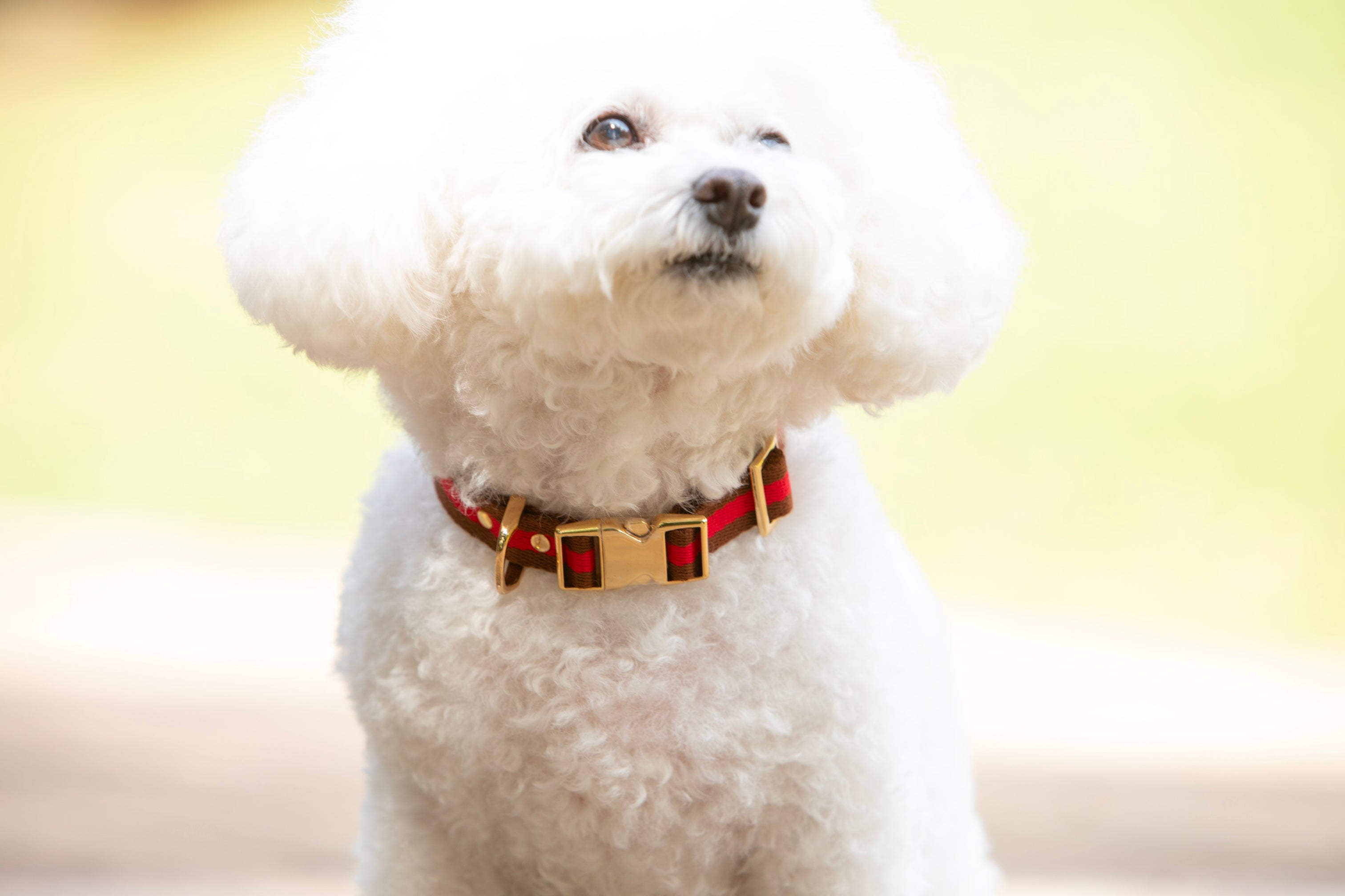 INUTO(イヌト)｜おそろいを楽しむペットグッズのセレクトショップ