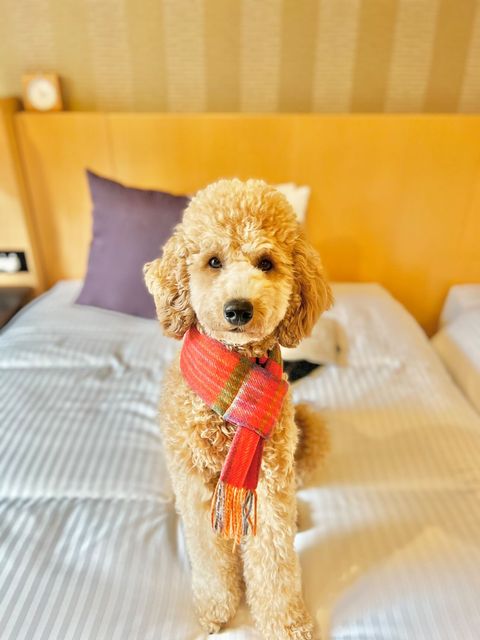 犬のチェック柄マフラー｜ドッグアパレルの INUTO（イヌト）