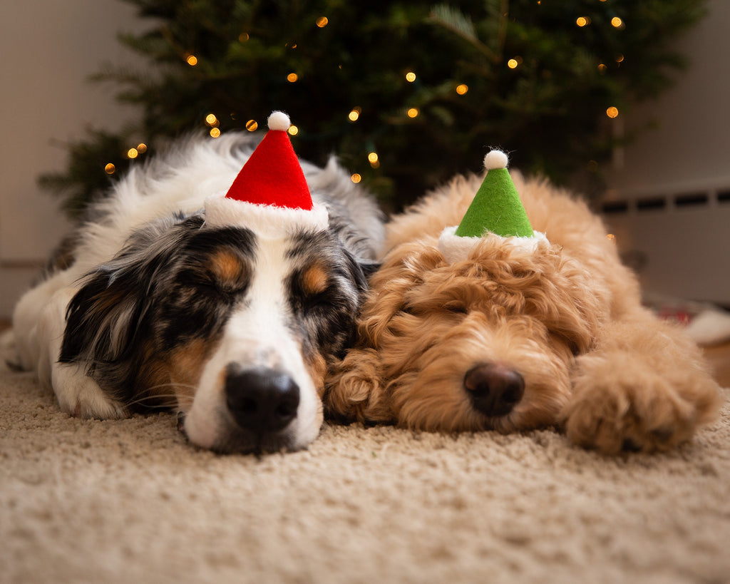 フェルトのホリデーハット「サンタとエルフ」｜ドッグアパレルのINUTO