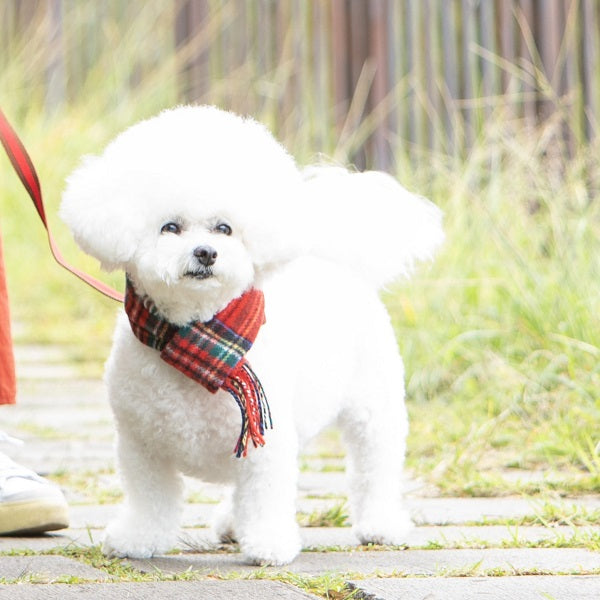 motto_dog 01 / CORDURA モットドッグ + 冬の装いマフラー Amazon | ZHEJIA 犬 服 犬服 マフラー 犬用マフラー 犬の服 秋冬
