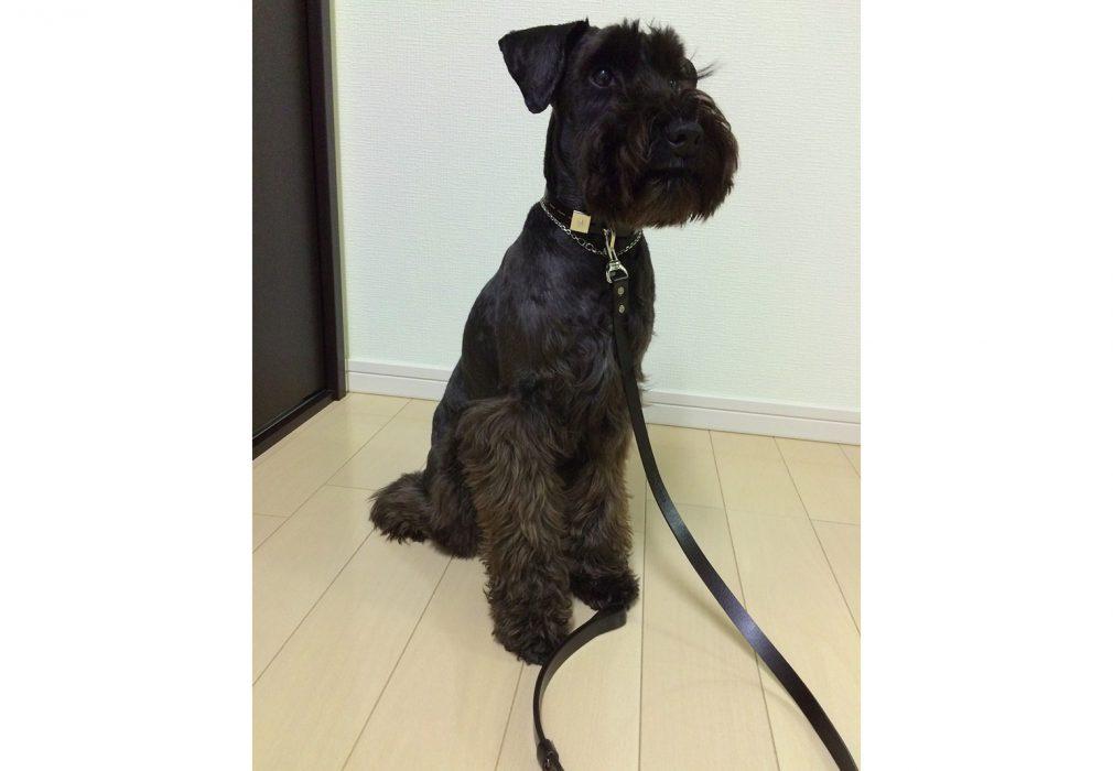 パティシエワンワン 犬 アーティストベア 海外作家様 ハンドメイド