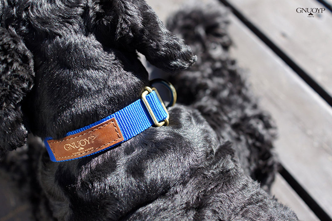 GNUOYP ナイロン カラー（中型犬）｜INUTO（イヌト）