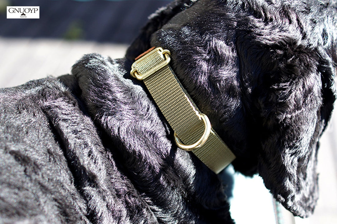 GNUOYP ナイロン カラー（中型犬）｜INUTO（イヌト）