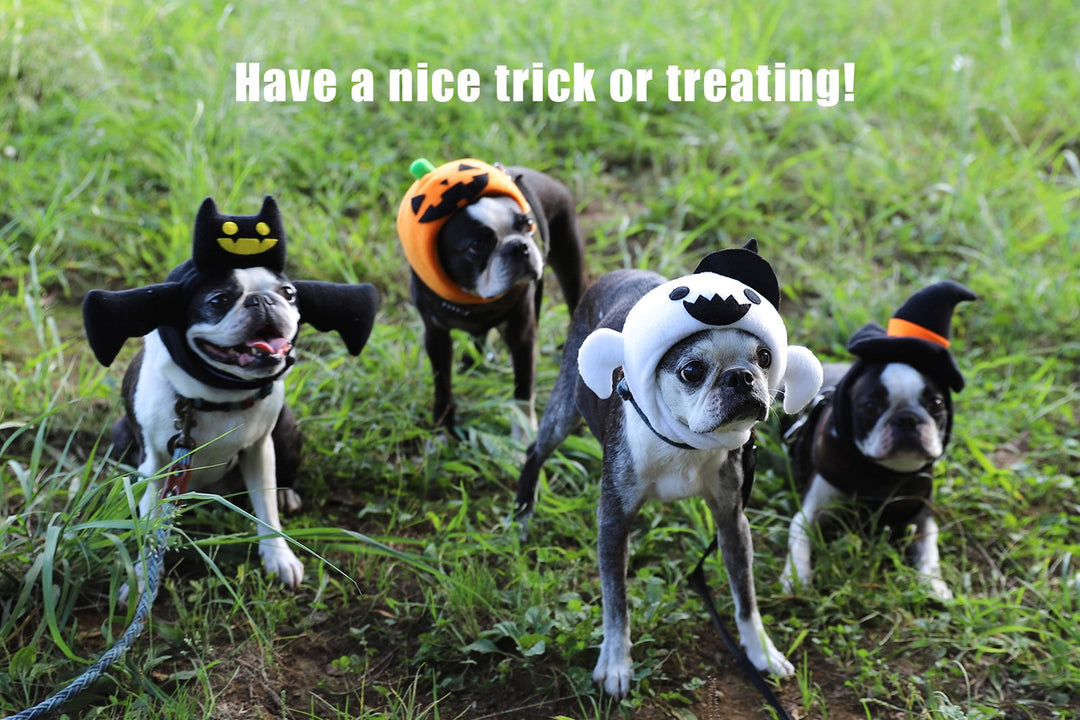 ハロウィンのかぶりもの（コウモリ）｜ドッグアパレルの INUTO – INUTO