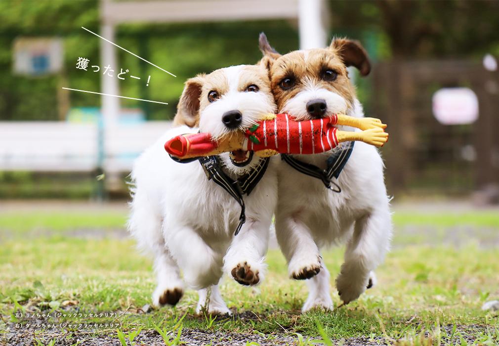 イタリアからやってきた犬のおもちゃ（鶏）｜INUTO（イヌト）