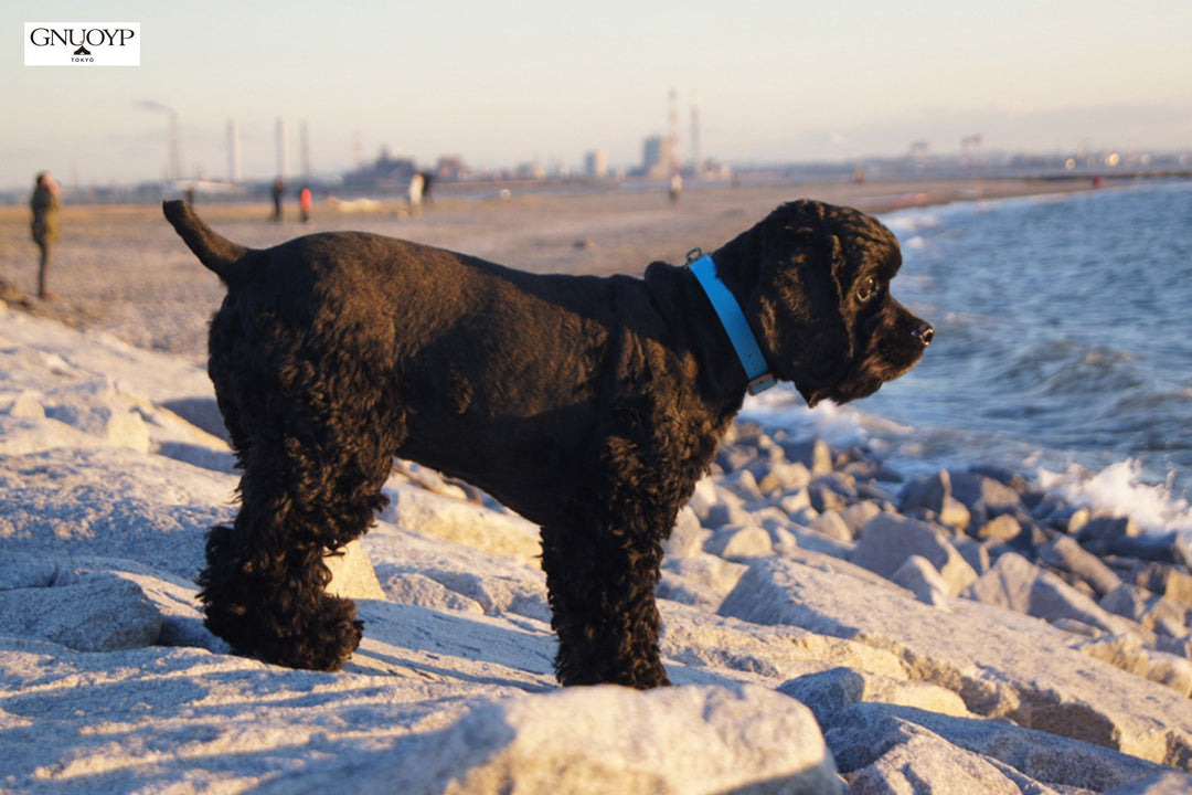 GNUOYP Color x Collar（中型犬・大型犬）｜ドッグアパレルの INUTO
