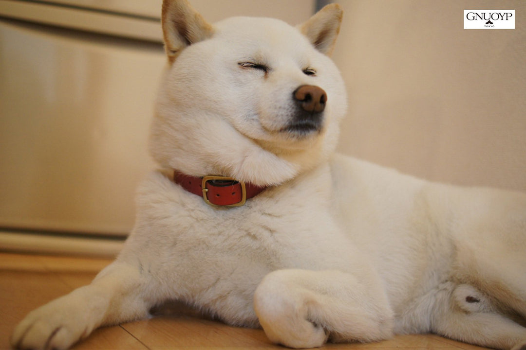 GNUOYP Color x Collar（中型犬・大型犬）｜ドッグアパレルの