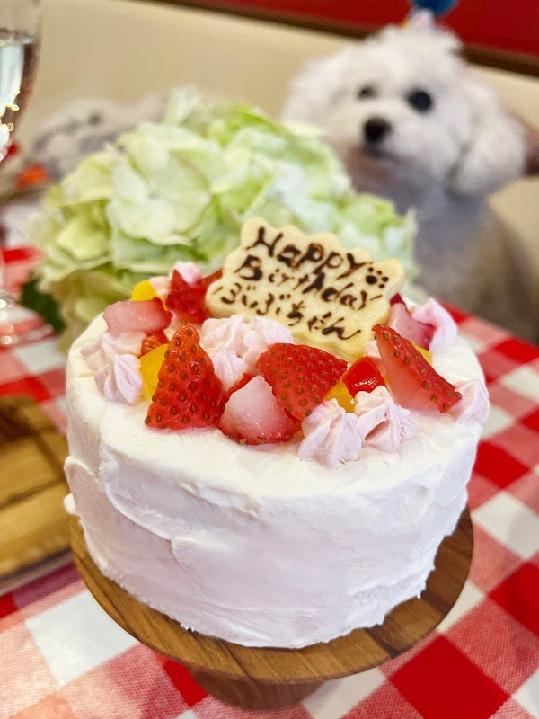 いちごのショートケーキセット（犬用＋人用）｜ドッグアパレルのINUTO