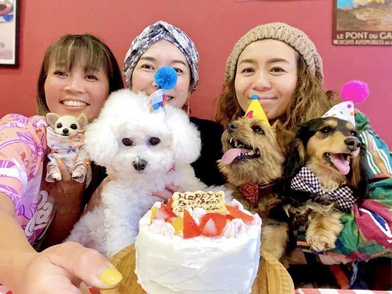 いちごのショートケーキセット（犬用＋人用）｜ドッグアパレルのINUTO