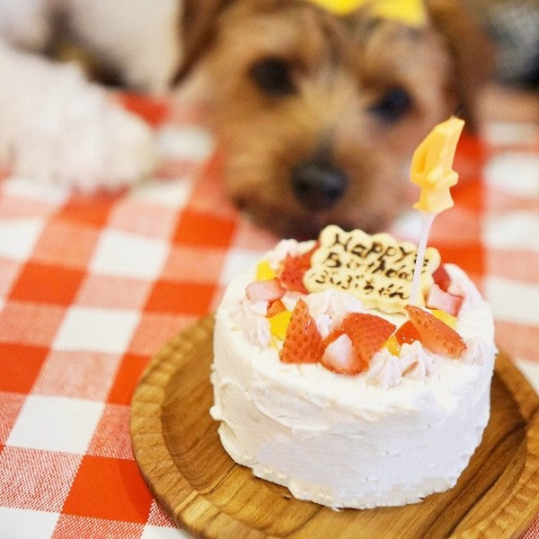 いちごのショートケーキ（犬用）冷凍｜ドッグアパレルのINUTO（イヌト）