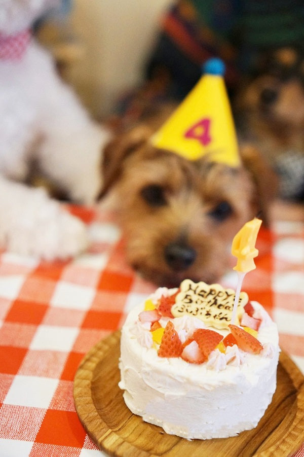 犬服 S わんこの普段着　いちごケーキ 犬服 S わんこの普段着 いちごケーキ