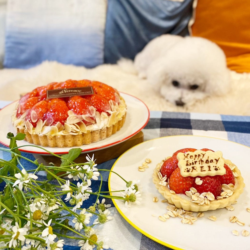 いちごのタルトケーキセット（犬用＋人用）｜ドッグアパレルのINUTO