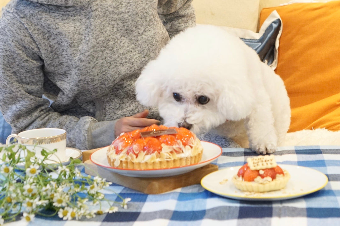 いちごのタルトケーキセット（犬用＋人用）｜ドッグアパレルのINUTO