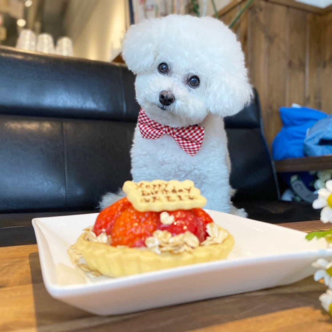 いちごのタルトケーキ（犬用）｜ドッグアパレルのINUTO（イヌト）