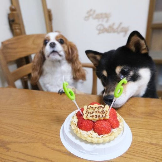 いちごのタルトケーキ（犬用）｜ドッグアパレルのINUTO（イヌト）