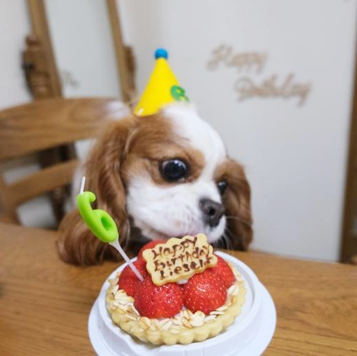 犬服 S わんこの普段着 いちごケーキ 犬服 S わんこの普段着いちごケーキ