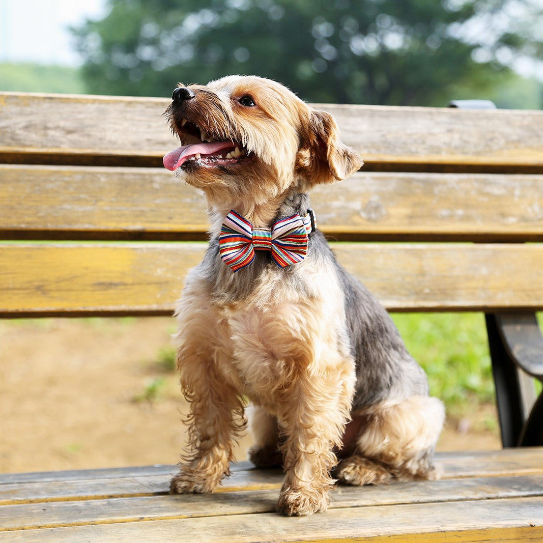 犬の蝶ネクタイ（マルチカラー）｜ドッグアパレルの INUTO – INUTO